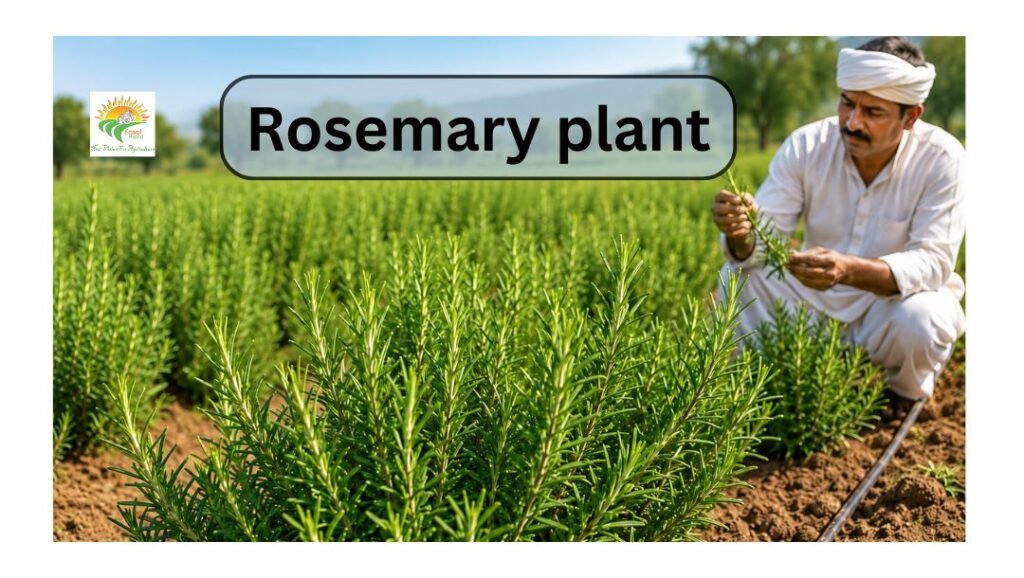 Rosemary Plant