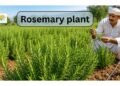 Rosemary Plant