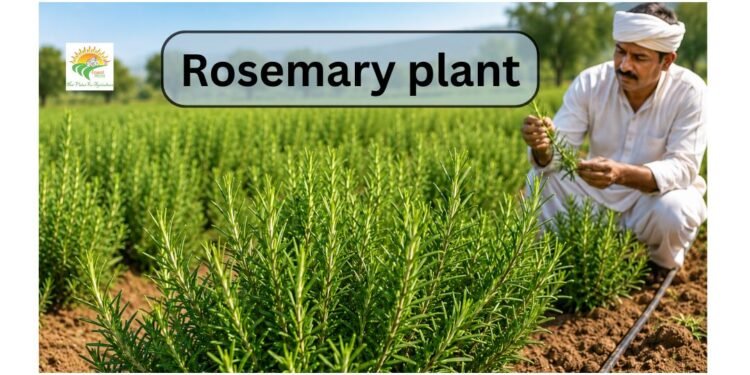 Rosemary Plant