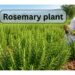 rosemary plant