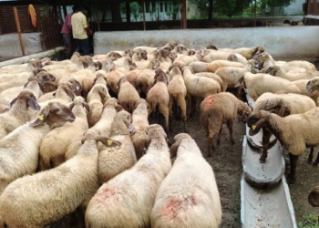 Sheep and Wool Development Scheme