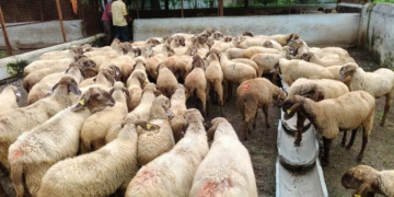 Sheep and Wool Development Scheme