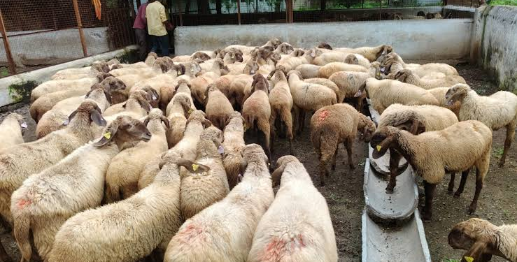 Sheep and Wool Development Scheme