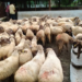 Sheep and Wool Development Scheme