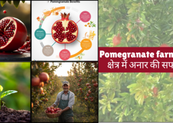 Pomegranate Farming