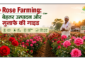 Rose Farming