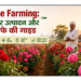 Rose Farming