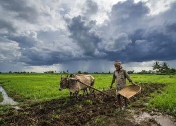 बारिश के बाद यूरिया की मांग में तेज उछाल