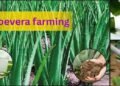 aloe vera farming