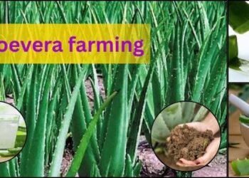 aloe vera farming