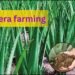 aloe vera farming