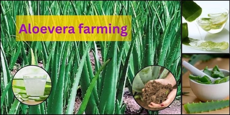 aloe vera farming
