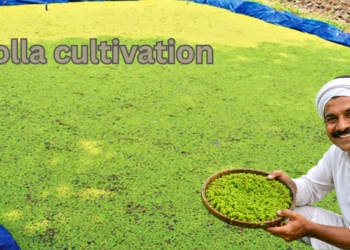Indian farmer holding fresh Azolla near a green Azolla pond, showing Azolla cultivation as low-cost nutritious feed for livestock in India.