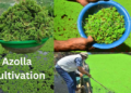 Azolla cultivation बेड में तैयार हरा एजोला पशु आहार
