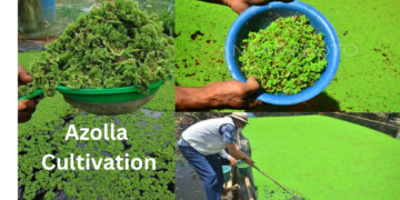 Azolla cultivation बेड में तैयार हरा एजोला पशु आहार