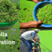 Azolla cultivation बेड में तैयार हरा एजोला पशु आहार