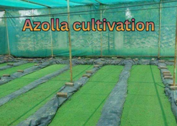 Azolla cultivation bed with fresh green azolla floating on water for low-cost animal feed and organic farming.
