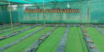 Azolla cultivation bed with fresh green azolla floating on water for low-cost animal feed and organic farming.