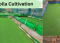 Azolla Cultivation (एजोला की खेती) – डेयरी पशुओं के लिए वैज्ञानिक तरीके से उगाया गया हरा एजोला बेड