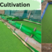 Azolla Cultivation (एजोला की खेती) – डेयरी पशुओं के लिए वैज्ञानिक तरीके से उगाया गया हरा एजोला बेड