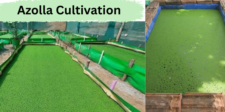 Azolla Cultivation (एजोला की खेती) – डेयरी पशुओं के लिए वैज्ञानिक तरीके से उगाया गया हरा एजोला बेड