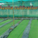 Azolla cultivation bed with fresh green azolla floating on water for low-cost animal feed and organic farming.