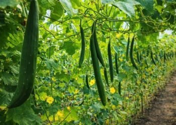 bittergourd