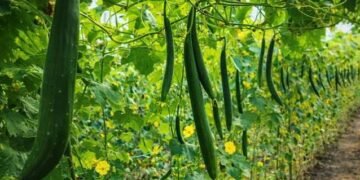 bittergourd