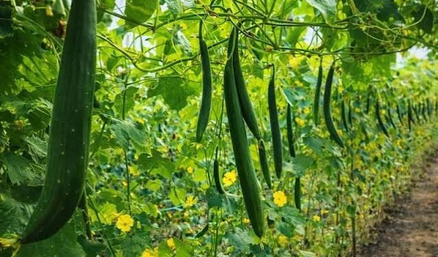 bittergourd