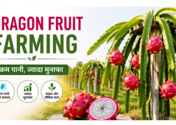 dragon fruit farming