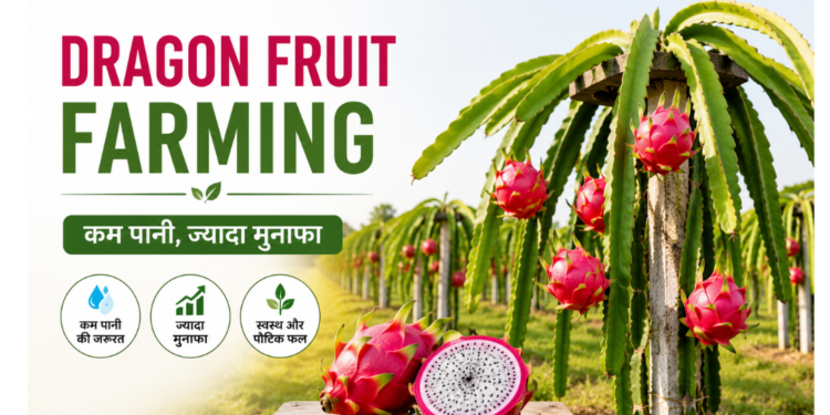 dragon fruit farming