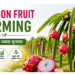 dragon fruit farming