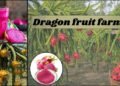 Dragon fruit farming