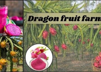 Dragon fruit farming
