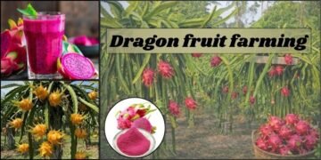 Dragon fruit farming