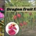 Dragon fruit farming