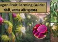 Dragon fruit farming