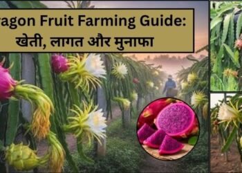 Dragon fruit farming