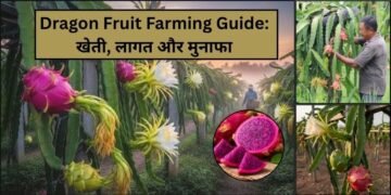 Dragon fruit farming