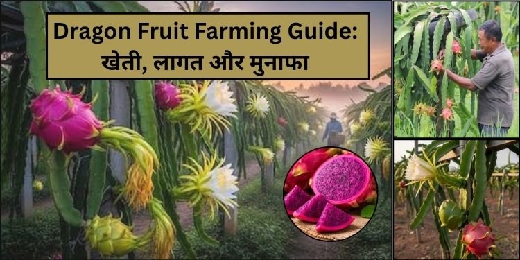 Dragon fruit farming