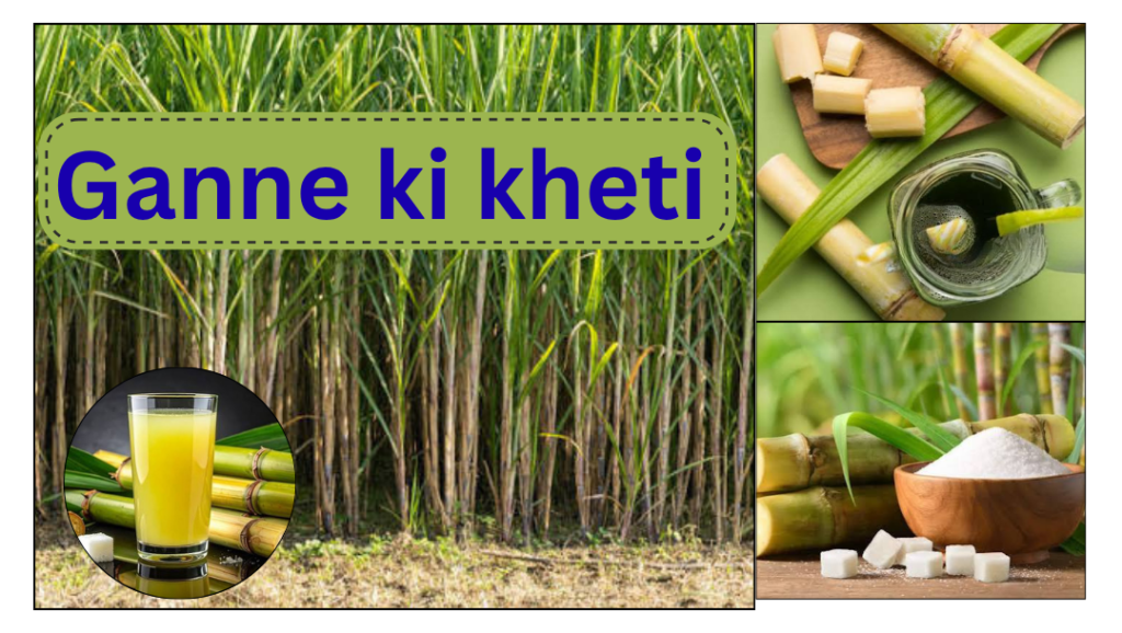 ganne ki kheti