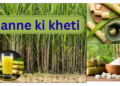 ganne ki kheti