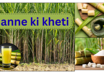 ganne ki kheti