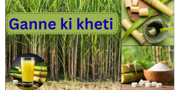 ganne ki kheti