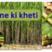 ganne ki kheti
