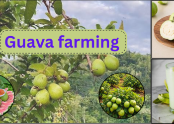 अमरूद के बाग में तैयार फलों के साथ उन्नत अमरूद की खेती (Guava Farming) करता किसान