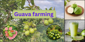 अमरूद के बाग में तैयार फलों के साथ उन्नत अमरूद की खेती (Guava Farming) करता किसान