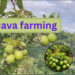 अमरूद के बाग में तैयार फलों के साथ उन्नत अमरूद की खेती (Guava Farming) करता किसान