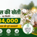 kapas ki kheti