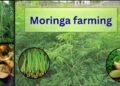 moringa farming